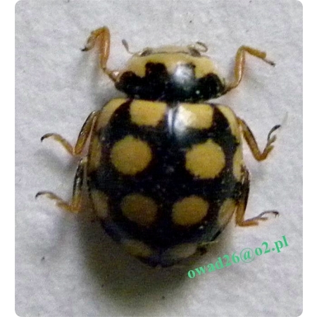 Coccinula quatuordecimpustulata (Linnaeus, 1758) Biedroneczka łąkowa